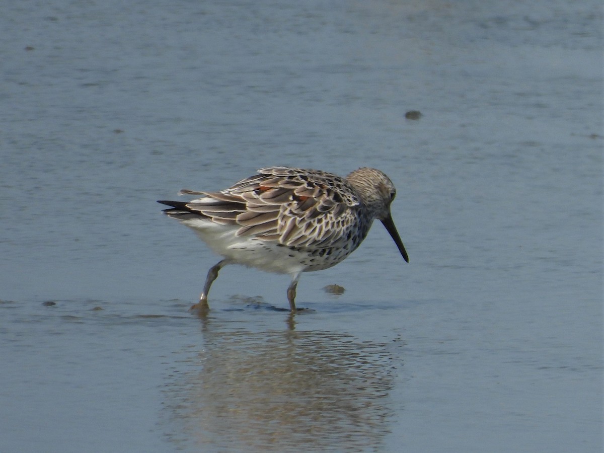 Great Knot - ML143680851