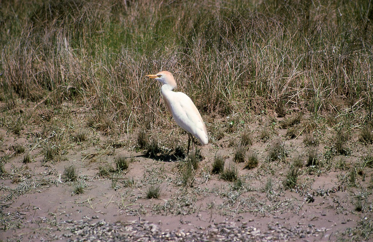 Western Cattle Egret - Donald A. Sutherland