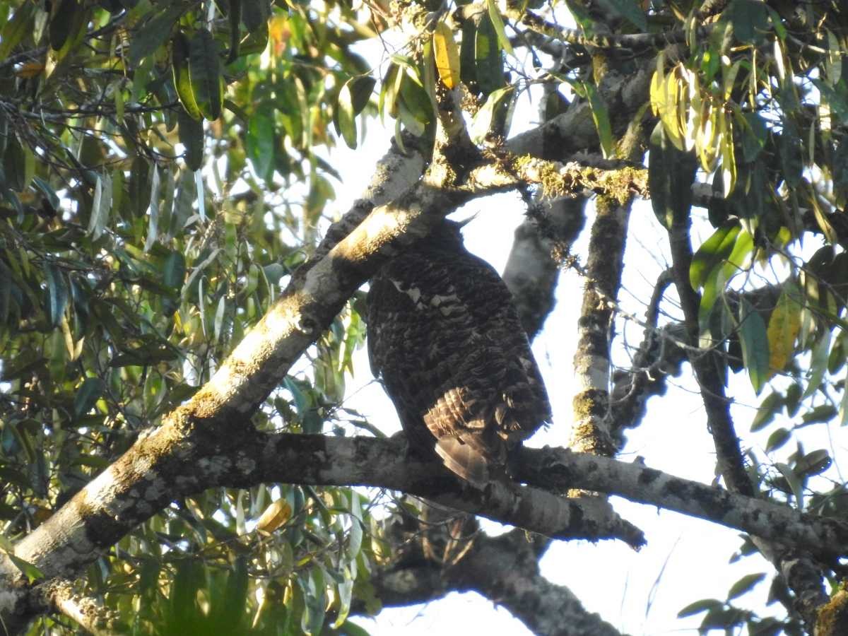 Spot-bellied Eagle-Owl - Akshay Surendra