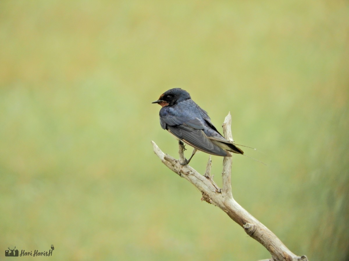 Barn Swallow - Hari Harish