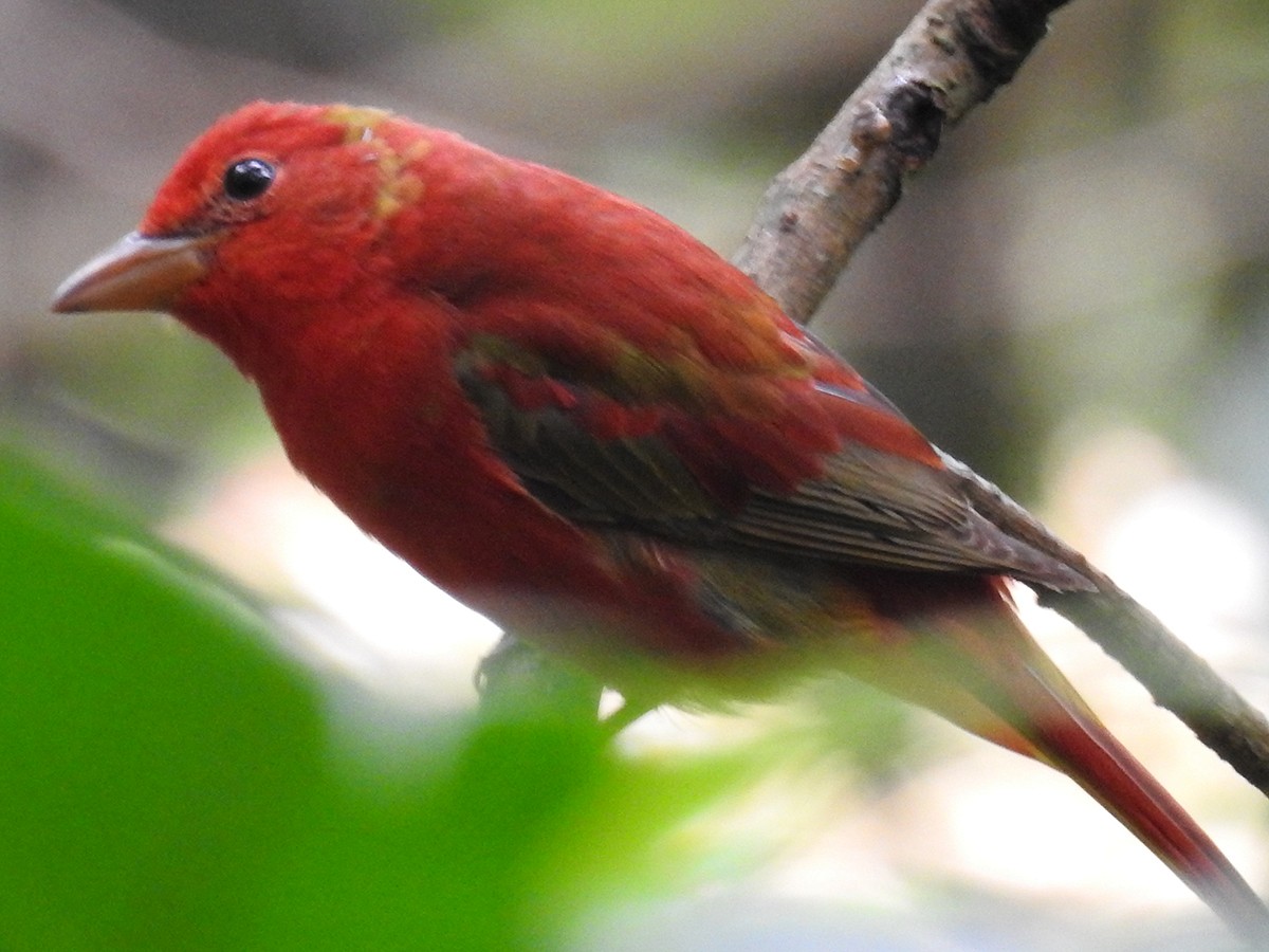 Scarlet Tanager - ML143683551