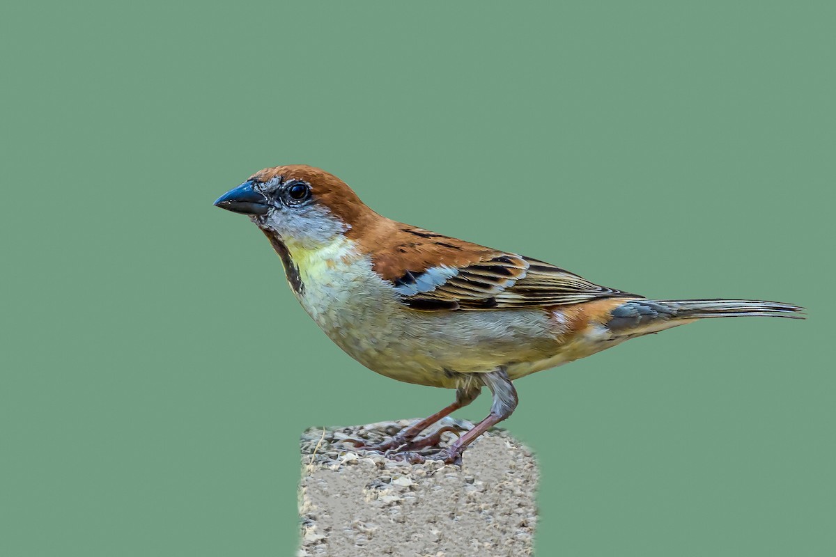 Russet Sparrow - ML143683581