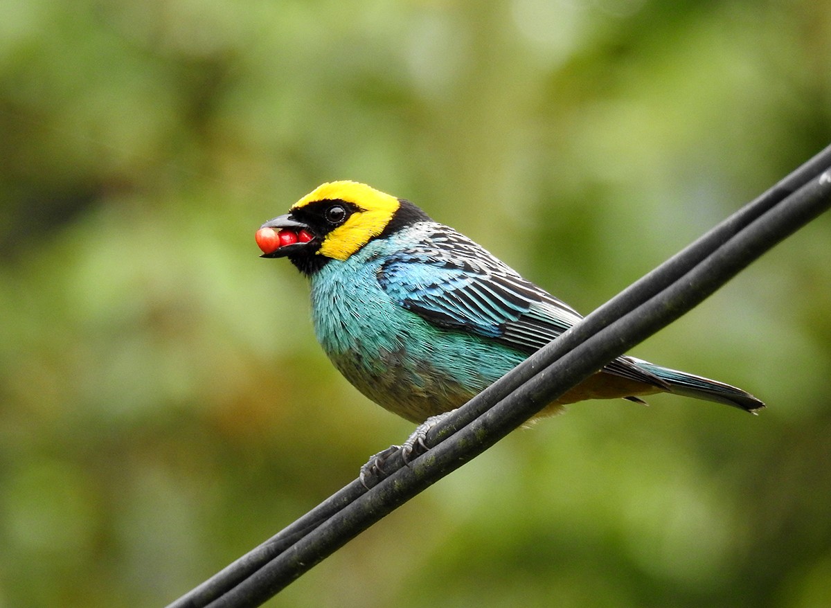 Saffron-crowned Tanager - ML143683651