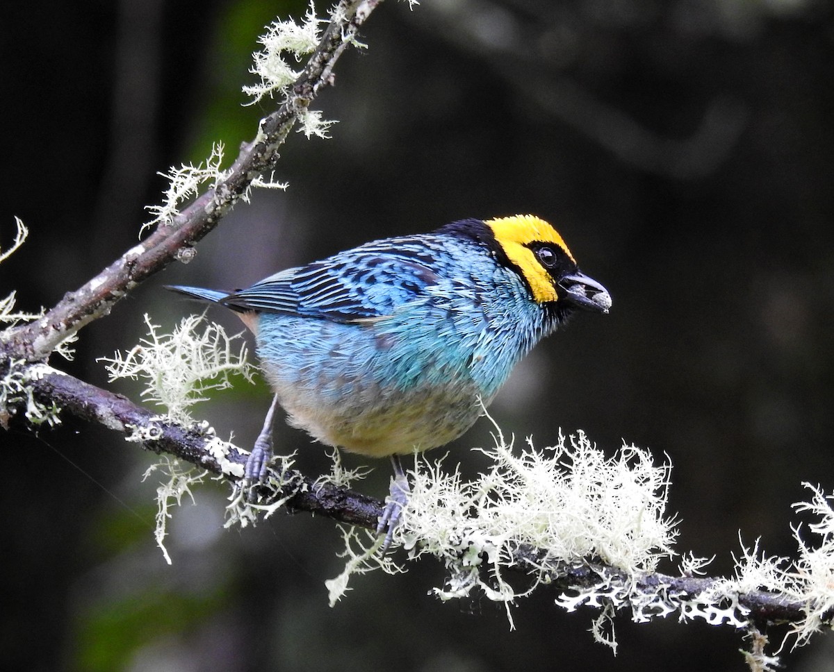 Saffron-crowned Tanager - ML143683661