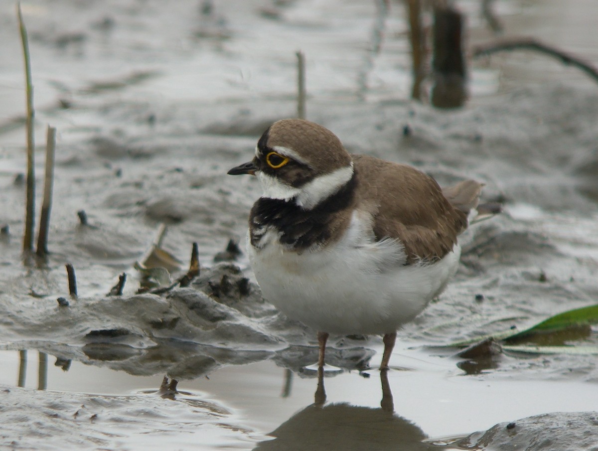 Little Ringed Plover (curonicus) - ML143683961