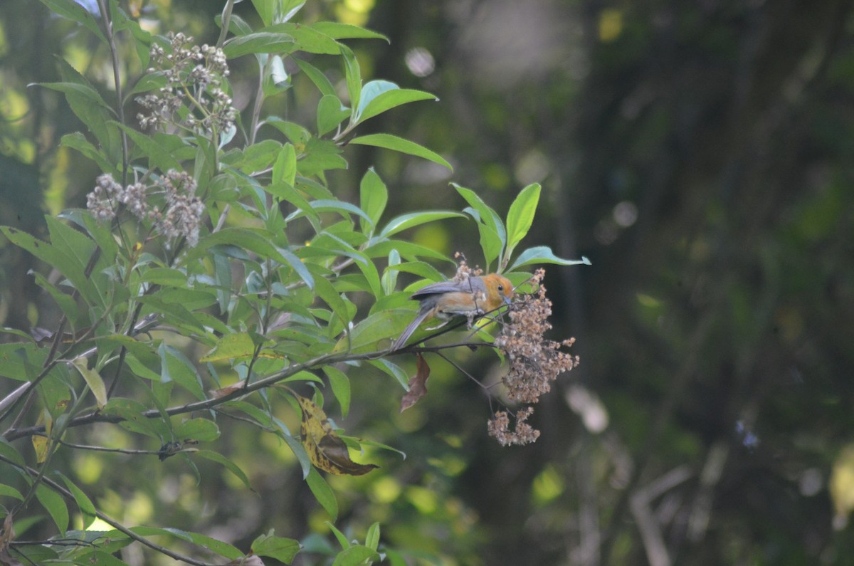 Rufous-chested Tanager - ML143685001