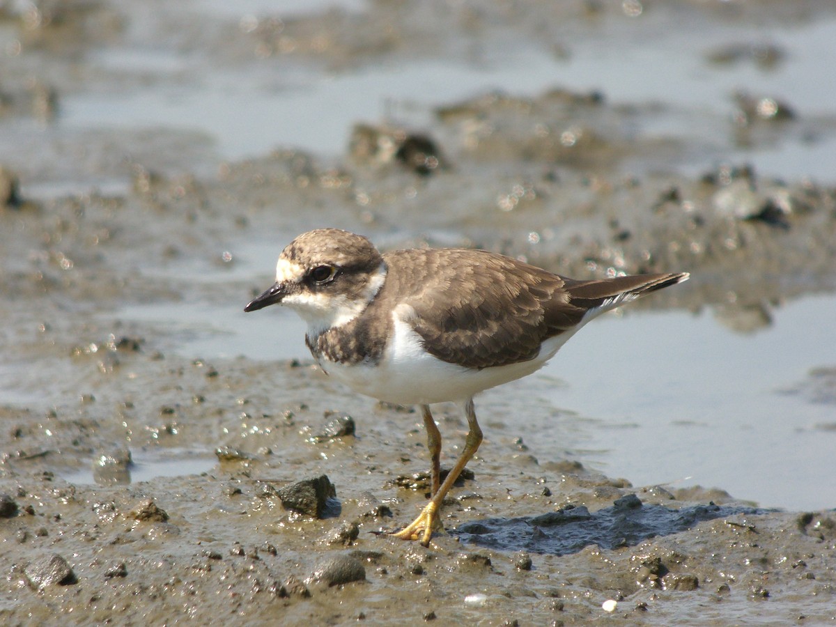 Little Ringed Plover (curonicus) - ML143685781
