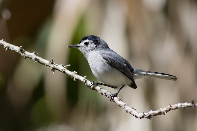 White-browed Gnatcatcher - Polioptila bilineata - Birds of the World