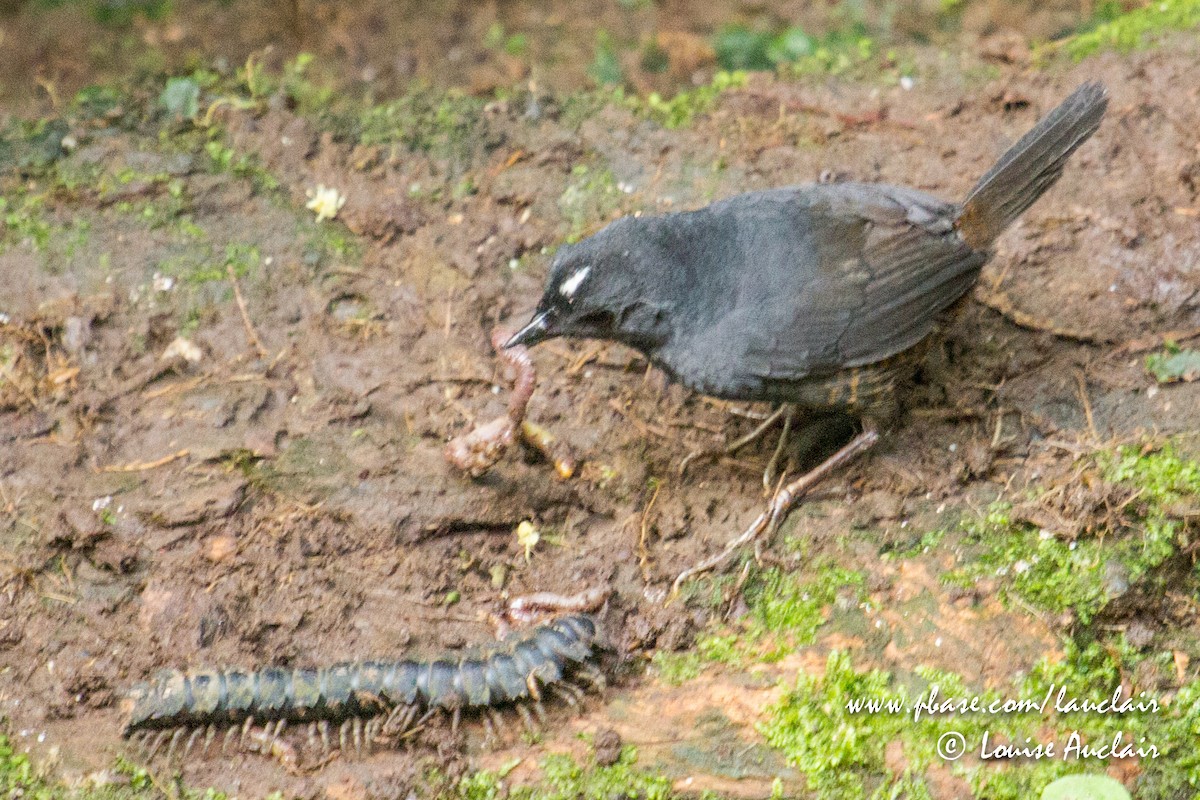 White-crowned Tapaculo - ML143689141