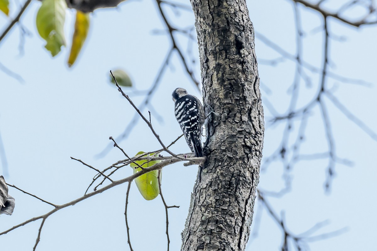 Gray-capped Pygmy Woodpecker - ML143689491