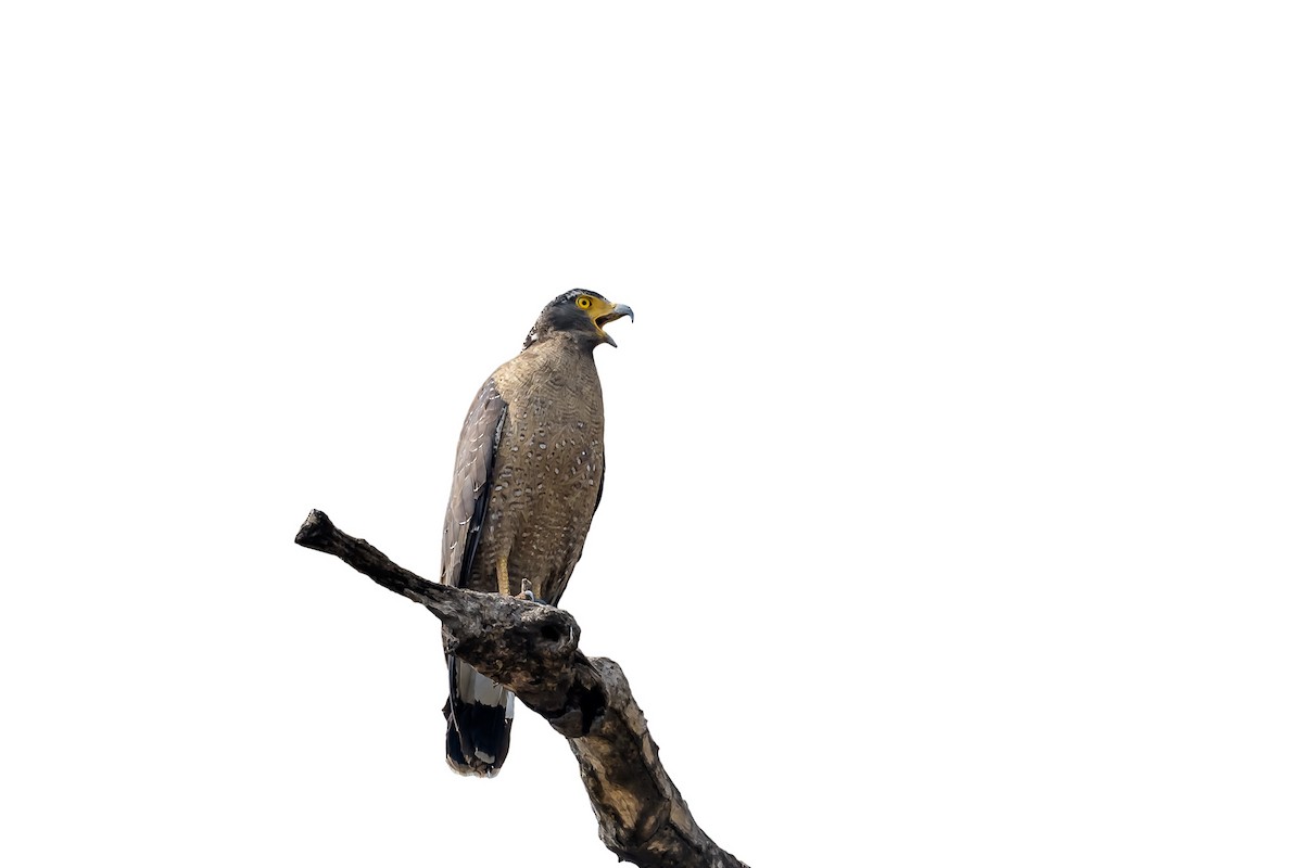 Crested Serpent-Eagle - ML143689781