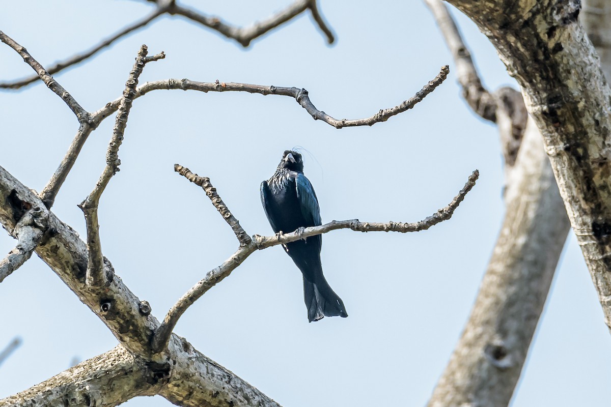 Hair-crested Drongo - ML143690191