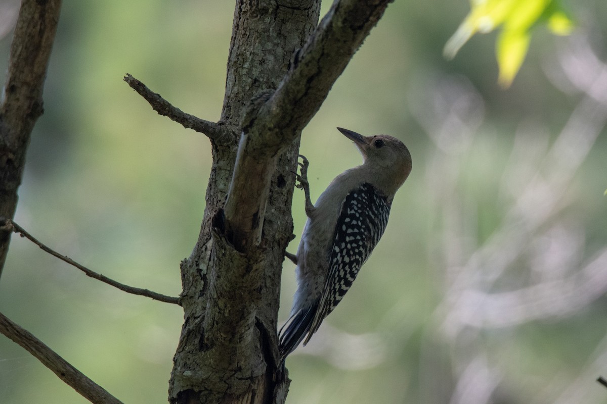 Red-bellied Woodpecker - Rodger Crossman