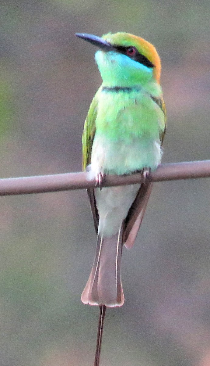 Asian Green Bee-eater - ML143694441