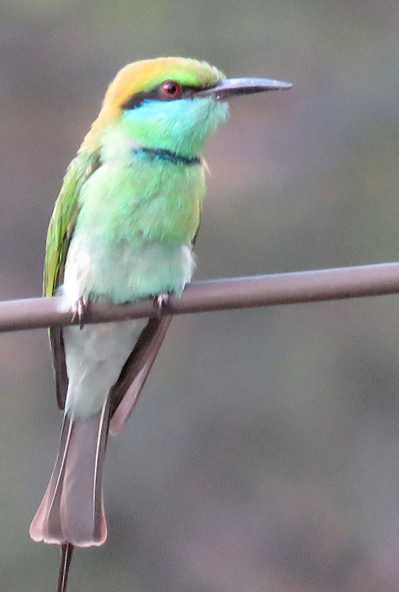 Asian Green Bee-eater - ML143694481