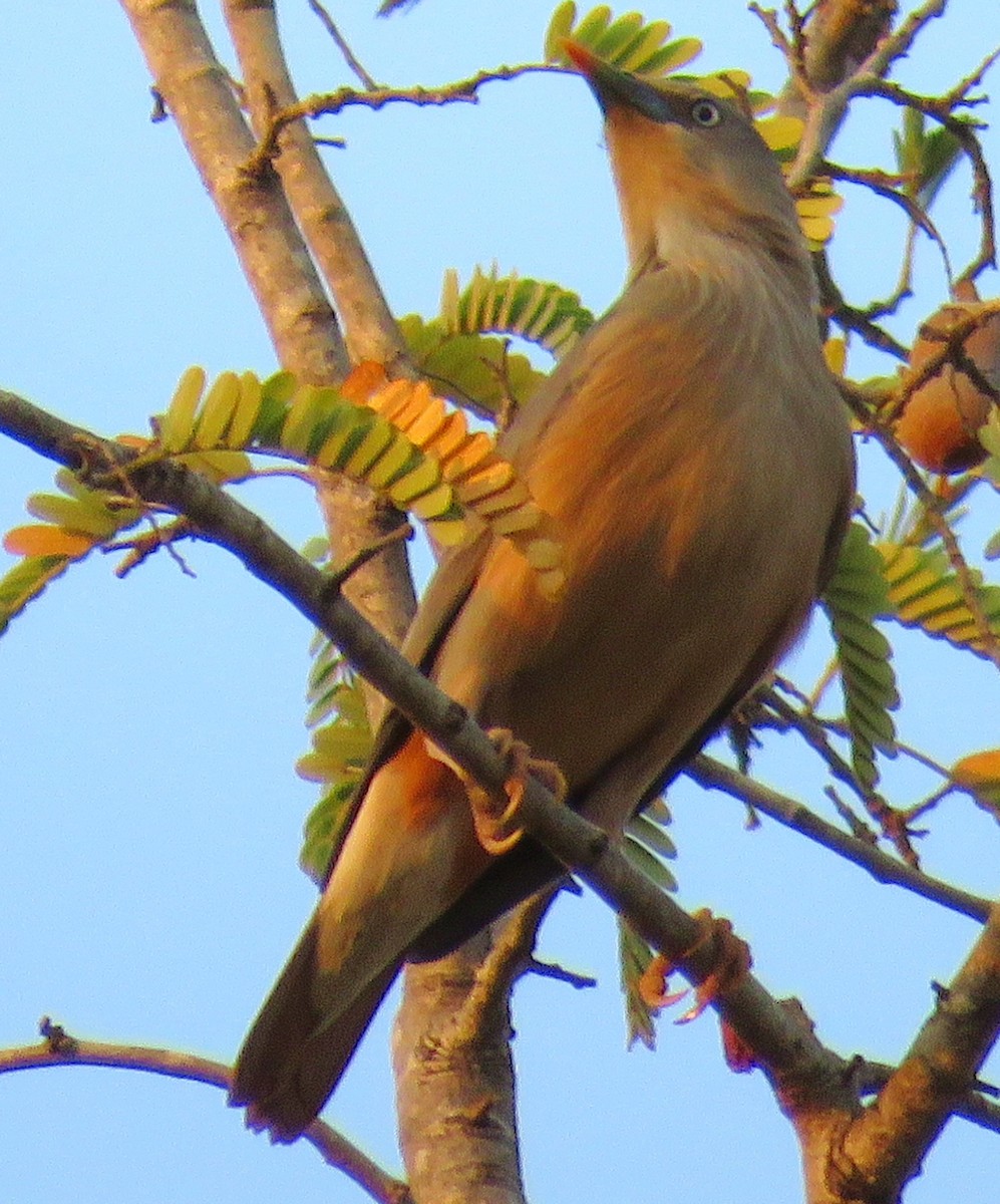 Chestnut-tailed Starling - ML143694741