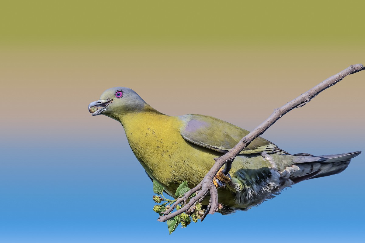 Yellow-footed Green-Pigeon - ML143695861