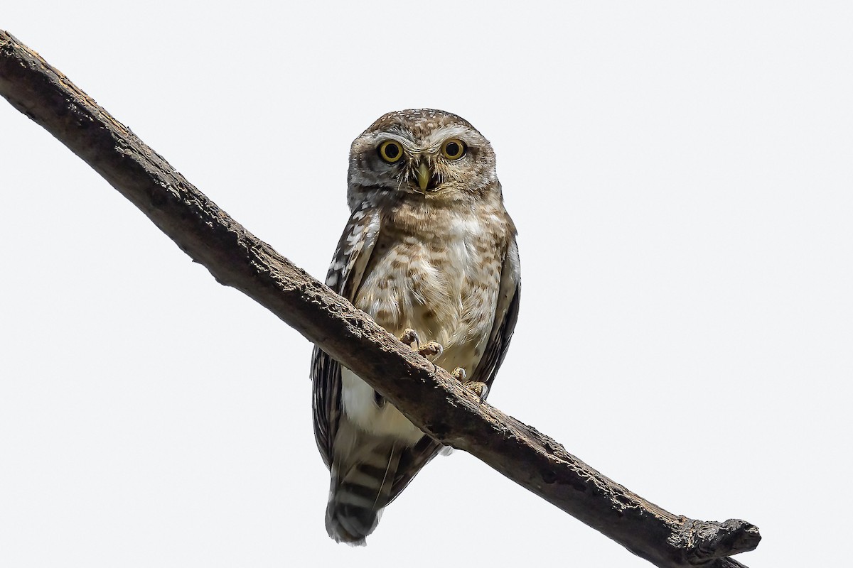 Spotted Owlet - Nitin Chandra
