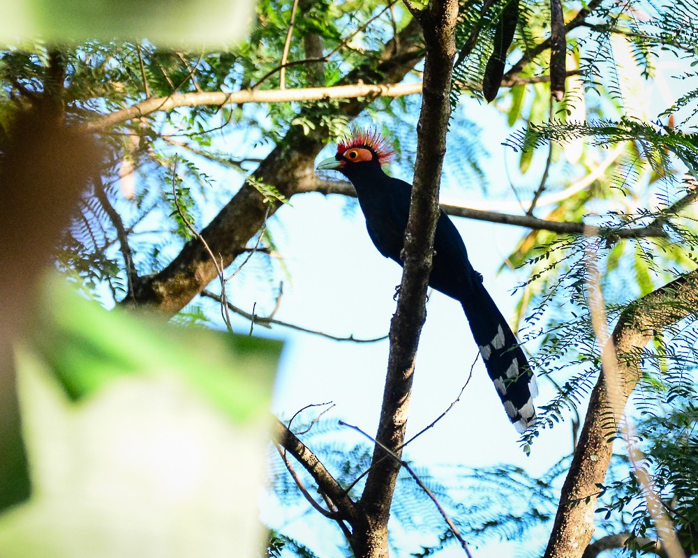 Red-crested Malkoha - ML143696981