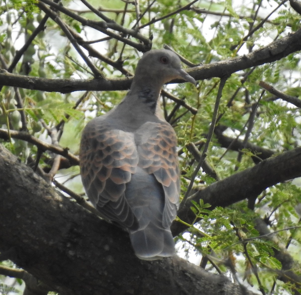 Oriental Turtle-Dove - KARTHIKEYAN R