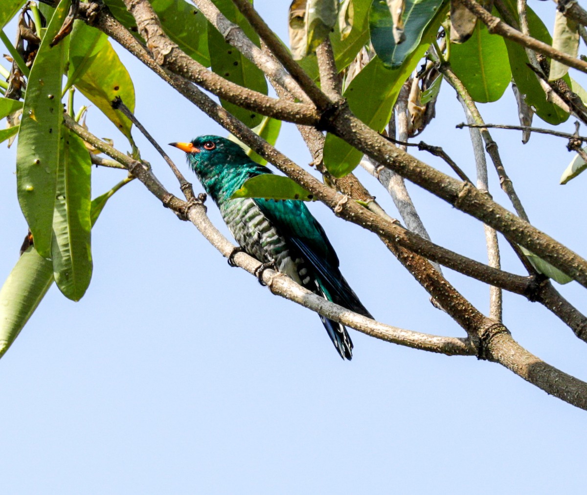 Asian Emerald Cuckoo - ML143702741