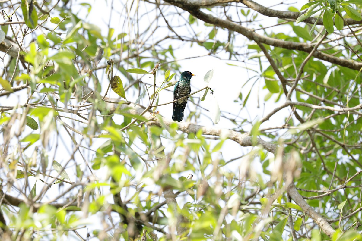 Asian Emerald Cuckoo - ML143702961