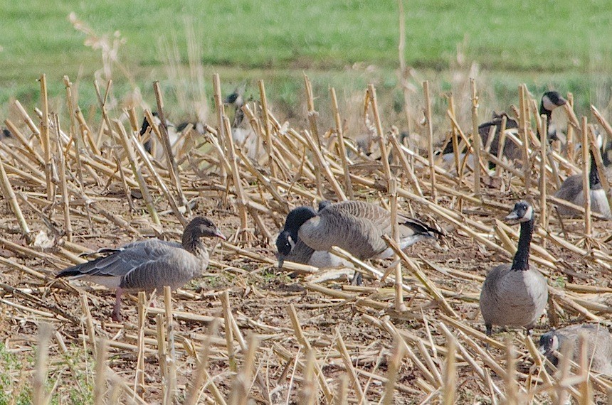 Pink-footed Goose - Richard Stern