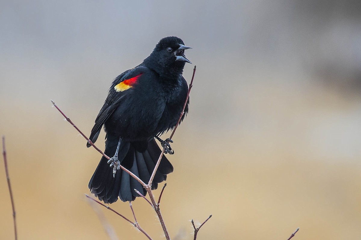 Red-winged Blackbird - Mark Plessner