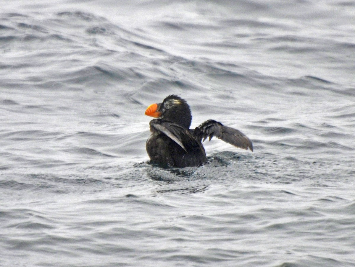 Tufted Puffin - ML143705421