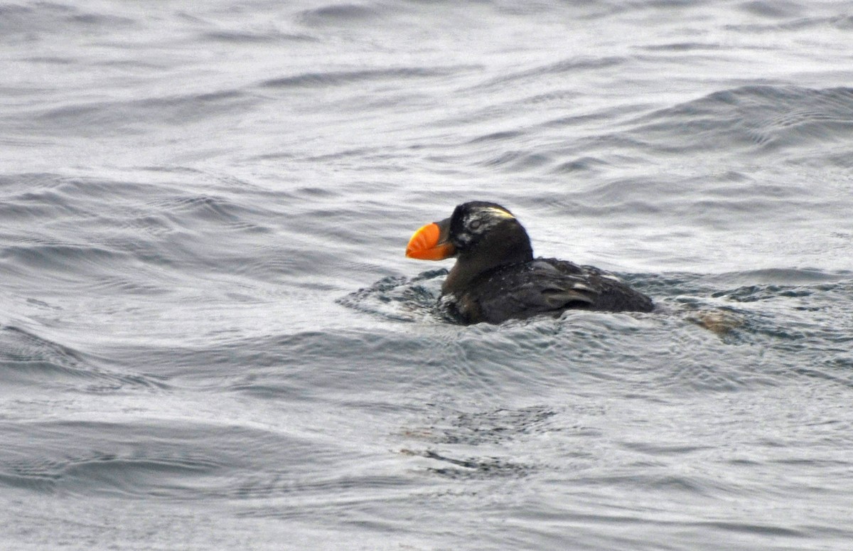 Tufted Puffin - ML143705441