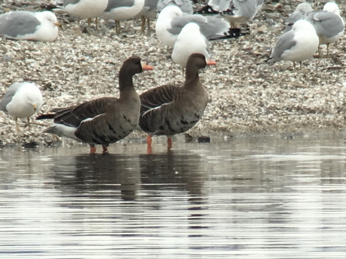 Greater White-fronted Goose - Kenneth Kemphues