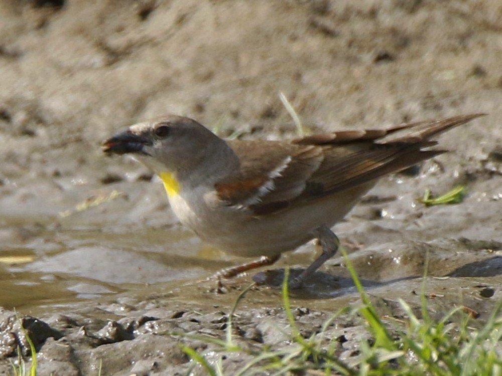 Yellow-throated Sparrow - Subhadra Devi