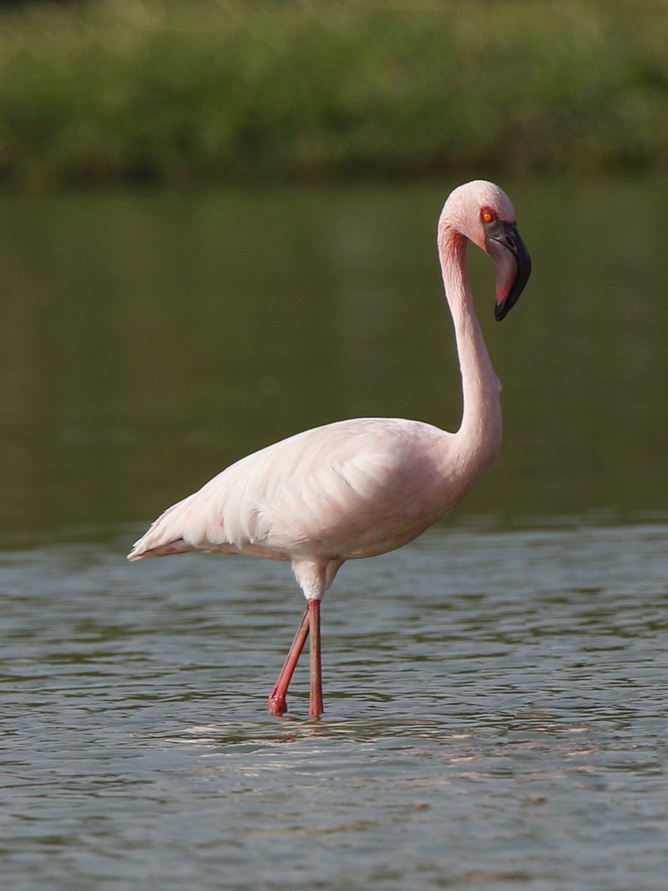 Lesser Flamingo - ML143707841