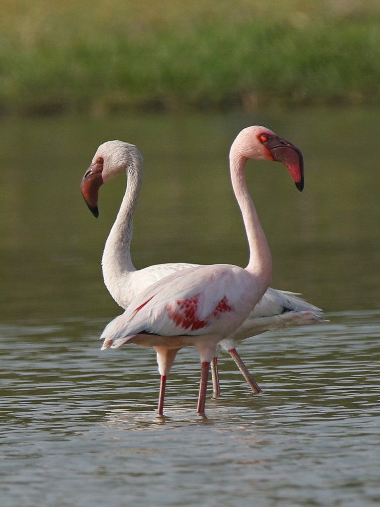 Lesser Flamingo - ML143707851