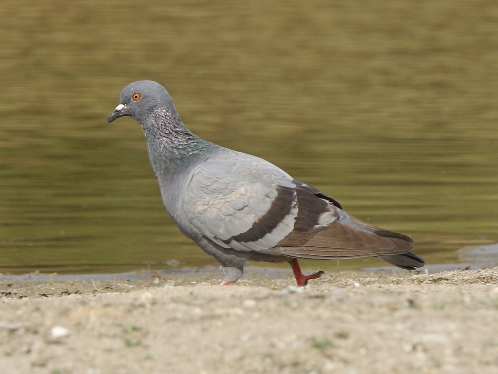 Rock Pigeon (Feral Pigeon) - ML143708271