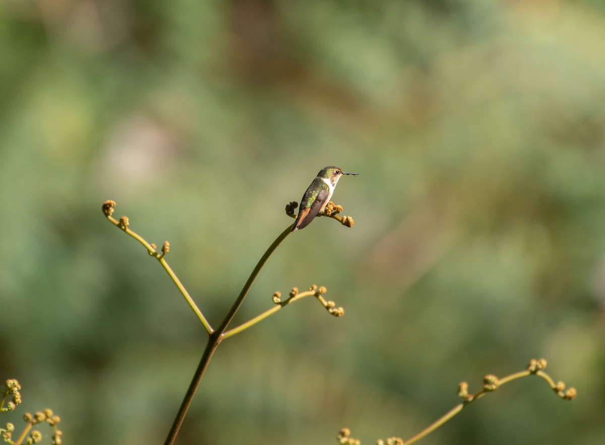 Scintillant Hummingbird - Rio Dante
