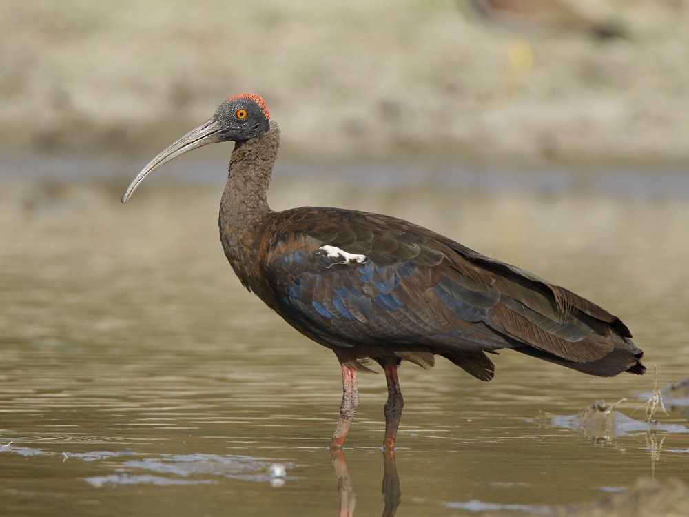 ibis bradavičnatý - ML143708571