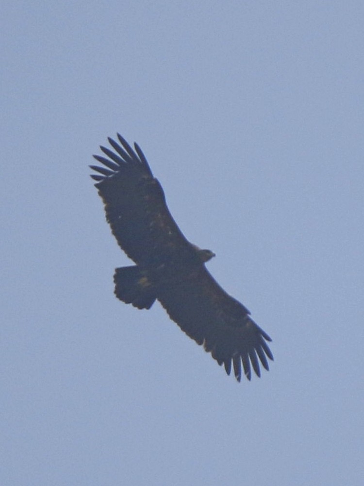 Greater Spotted Eagle - Subhadra Devi