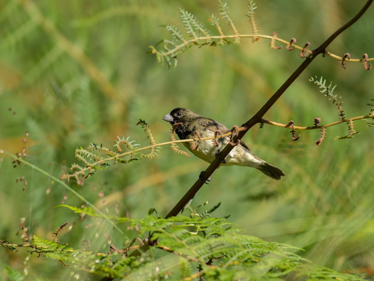 Yellow-bellied Seedeater - Rio Dante
