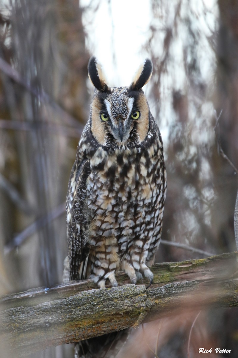 Long-eared Owl - Rick Vetter