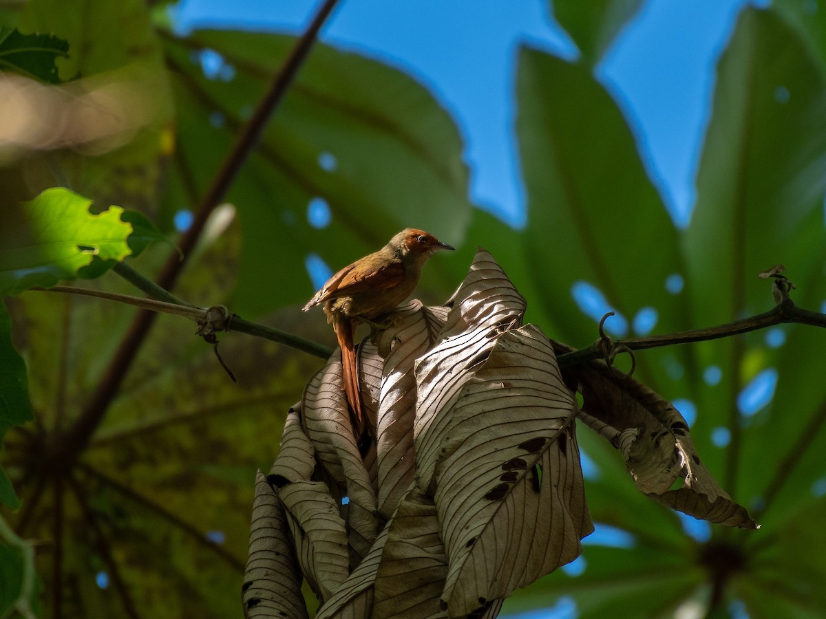 Red-faced Spinetail - Rio Dante