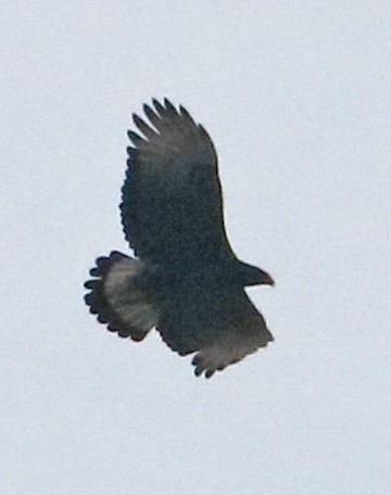 Black-and-chestnut Eagle - ML143709731