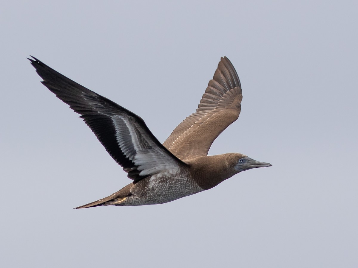 Brown Booby - Bruce Aird