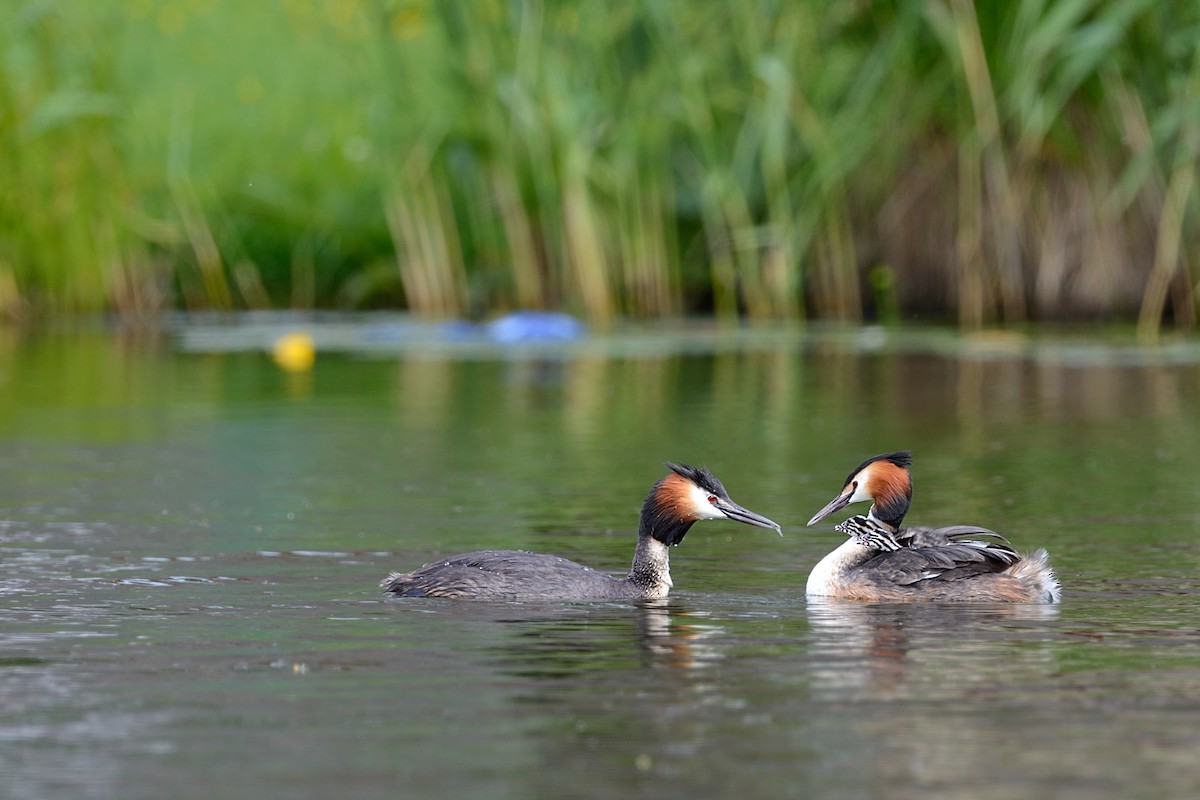 Great Crested Grebe - ML143711561