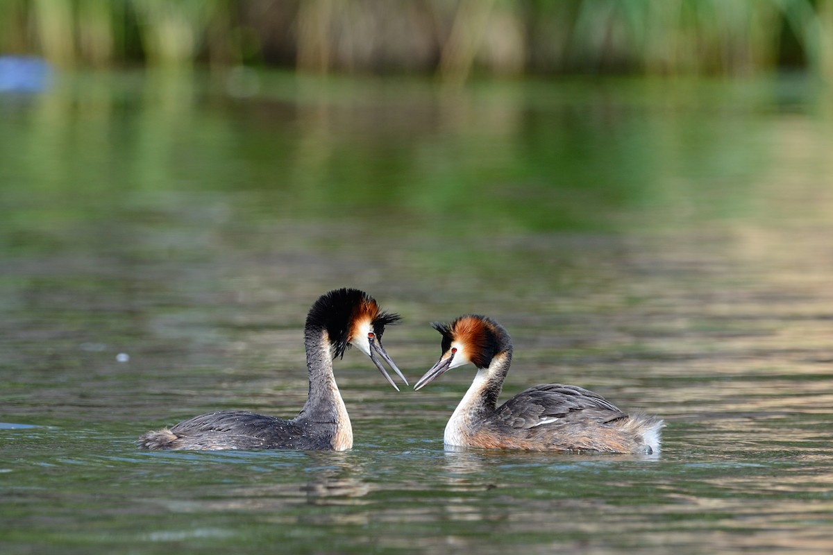 Great Crested Grebe - ML143711571