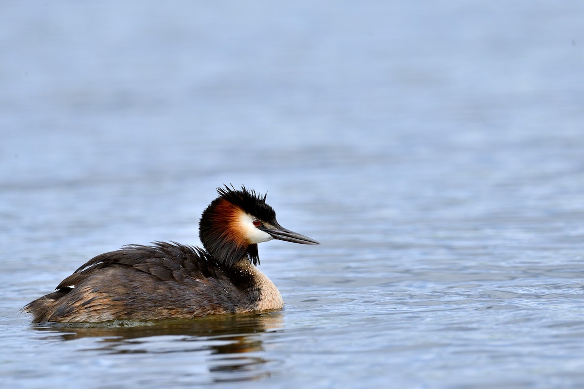 Great Crested Grebe - ML143711591