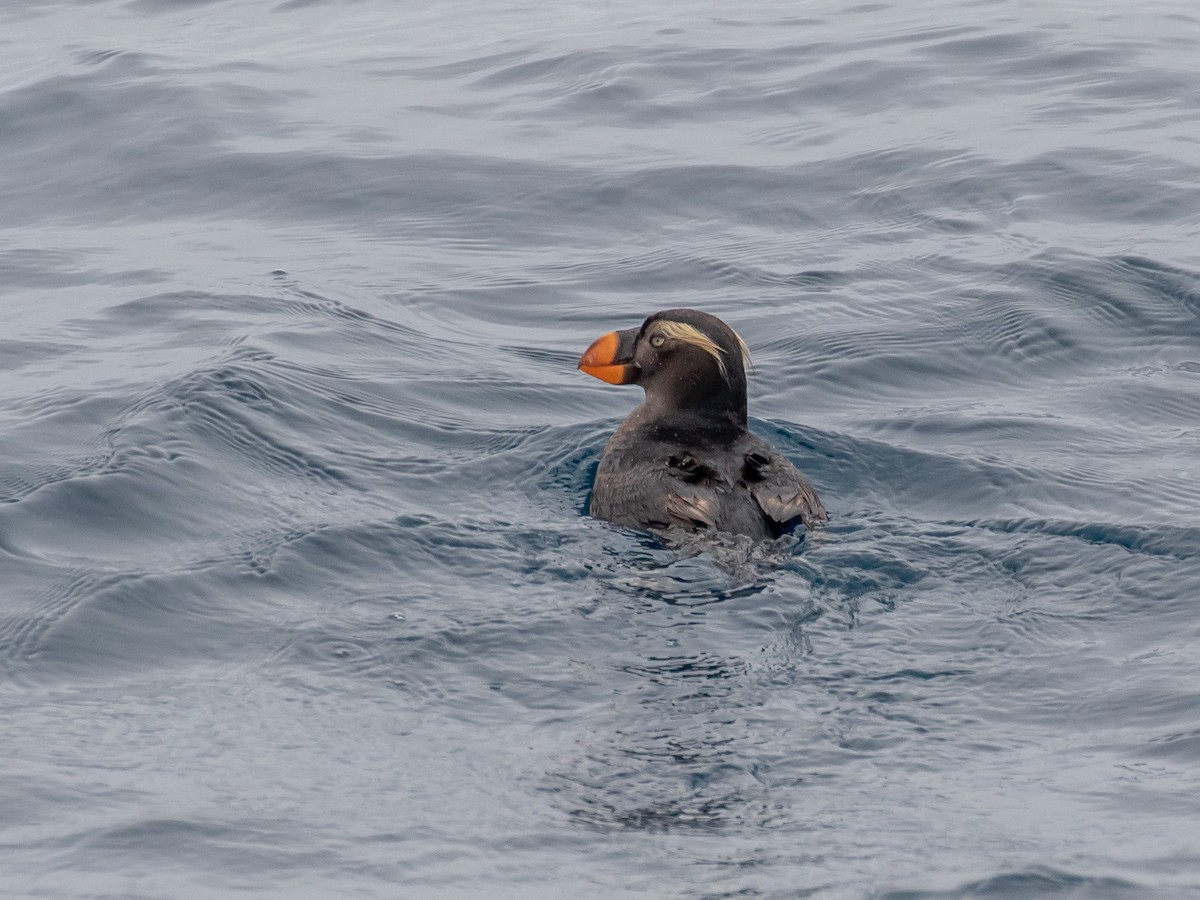 Tufted Puffin - Bruce Aird