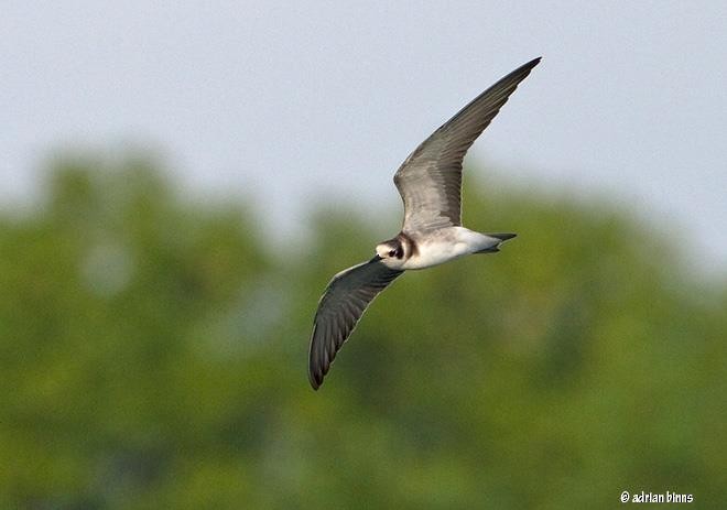Black Tern - adrian binns