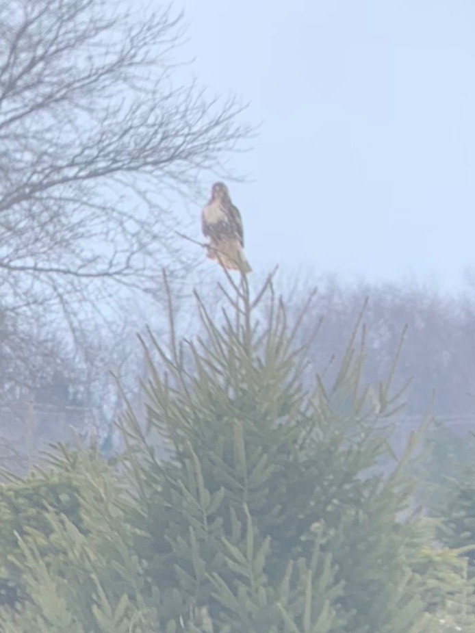 Red-tailed Hawk - ML143719751