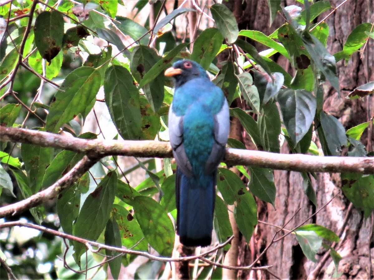 Blue-crowned Trogon - Janet Cook